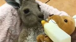 The girl rescued a newborn kangaroo that lost its mother in an accident and did not expect this to be a meaningful gift 😭💔 | cute.dogz1
