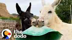These Donkeys Love Getting Into Trouble | The Dodo