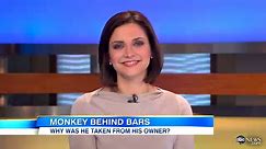 Ikea Monkey 'Darwin' Now Behind Bars