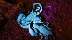 Biofluorescent Scorpions | California Academy of Sciences