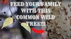 Feed Your Family with this Common WILD Tree [Hackberry Edible Uses]