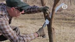 Ask an Arborist: The ABC's of Pruning