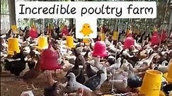 Incredible Poultry Farm that Produces THOUSANDS of Chickens