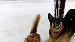 Dog Dunks Cat's Head into Snow