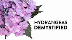 Hydrangeas Demystified - Everything You Need to Know About Hydrangeas
