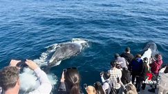 Gold Coast's bumper whale watching season reaches a close