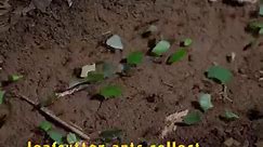 Leafcutter Ants | A Real Bug's Life
