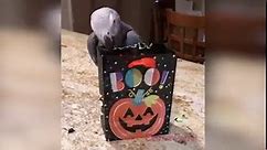 Einstein's Paper Bag Monster and Trick or Treat for Halloween