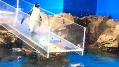 Penguin's Special Moment with an Unexpected Twist!"