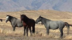 Wild Mustang Horses: Exploring the Beauty of Mustangs in the Wild