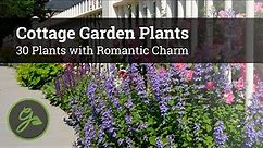 Cottage Garden Plants - 30 Plants with Romantic Charm