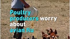 Poultry producers worry about avian flu