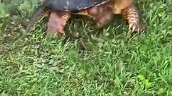 Man manages to save a turtle that was stuck in pond's overflow pipe!