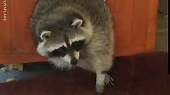 Massive Raccoon Can Barely Fit In Bed