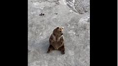Clever Brown Bear Performs Yoga on Tourists’ Commands in Harbin, China