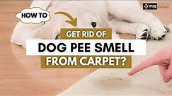 How To Get Rid Of Dog Pee Smell From Carpet?