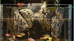 Amazing Fish Tank #aquascape #plantedtank #viralreelsシ #fishtank #aquatic #aquarium #aquariumhobby #layoutdesign #viralpost #viral | Aquascape Hobby