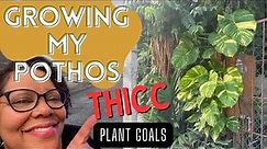 5 Steps How to Grow Lush Houseplants: Pothos Edition | 6 Variety Pothos Tour | Plant Goals