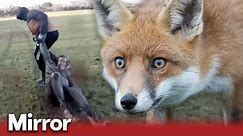 The violent reality of fox hunting in the UK | Exclusive
