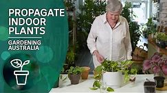 Four simple ways to propagate indoor plants | Indoor Gardens | Gardening Australia