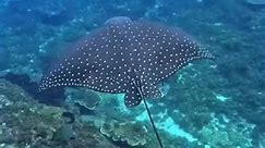 A beautiful Whitespotted Eagle Ray, from this morning's swim at Julian Rocks #ocean #underwater #oceanlife #fish | The Sea