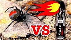 Deadly Redback Spider Flamethrower Non Chemical Spider Control Fast And Effective
