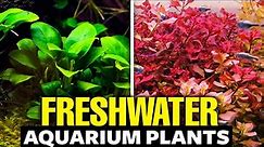 The 30 BEST Freshwater Aquarium Plants