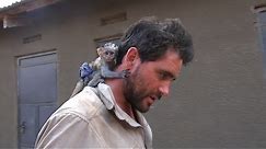 Baby Vervet Monkey Rescued from African Brush Fire