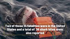 Fatal Shark Attacks Rose In 2023
