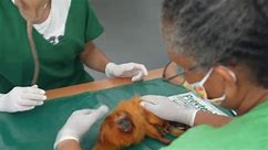 Can a yellow fever vaccine save Brazil's rare monkeys?