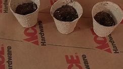 Ace Hardware - It's time to start your seeds inside. 🌱 See...