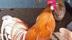 chickens for chickens for sale... - Dairy Of a County Ranch