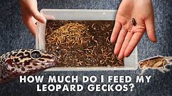 How Much & What I Feed My Leopard Gecko | UPDATED
