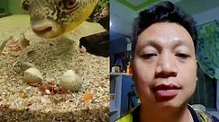 Grabe itong isda na ito #trend #trends #pufferfish #aquarium #remixreels | Ferdinand Ganotisi