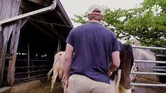 The Last Days of an American Dairy Farm