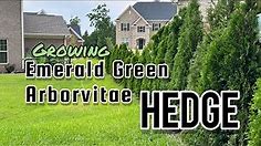 Emerald Green Arborvitae, ep 2 | Growing the Hedge