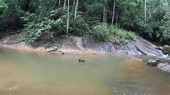 Dog Enjoys Swimming in Water On Rocky Terrain