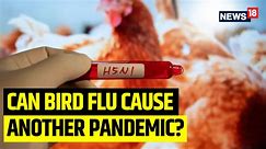 Should we be worried about bird flu?