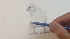 How to draw a baby chick!