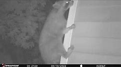 How do raccoons get up on your roof? They climb! (...even vinyl siding!)