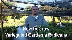 How to grow Variegated Radicans Gardenia with a detailed description