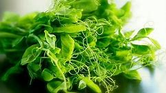 Growing Pea Shoots Indoors - How To Grow Pea Shoots At Home
