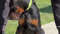 Doberman puppy for sale - Dark Canine Kennel ❤️💪🏽