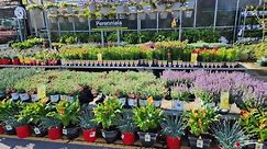 Home Depot April 2024 plant inventory is top notch. Shrubs, perennials and annual everywhere!