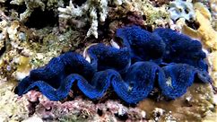 Vividly colored giant blue clam beautifies the reef in Indonesia