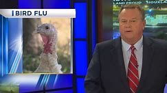 Bird Flu Reported In Commercial Turkey Farm In South Dakota