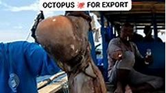 Large size octopus for export 🇵🇭 #Fishinginthephilippines | Kuys Dagz Fishing