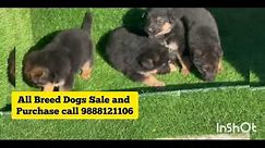 @City_Pet_Shop_Jalandhar All Breed Dogs sale and purchase online #petshop #punjab #puppy #price