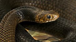 An Eastern Brown snake found making itself at home in a washing machine at a home in the Barossa