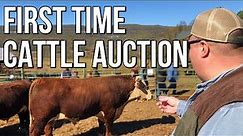 Bull Selection and Auction at Burns Farms in Pikeville, TN with The Southern Cowman
